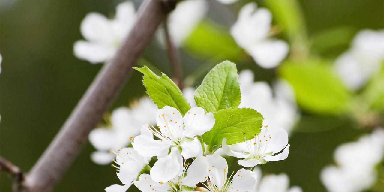 梨花代表什么生肖？梨花的花语是什么？