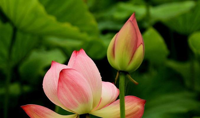 莲花的花语是什么？莲花的寓意是什么？