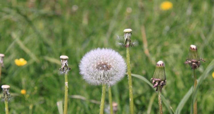 蒲公英花代表什么意思？蒲公英的花语是什么？