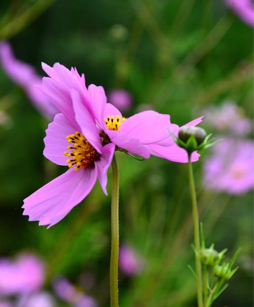 什么花的花语是温柔善良？这种花的寓意是什么？