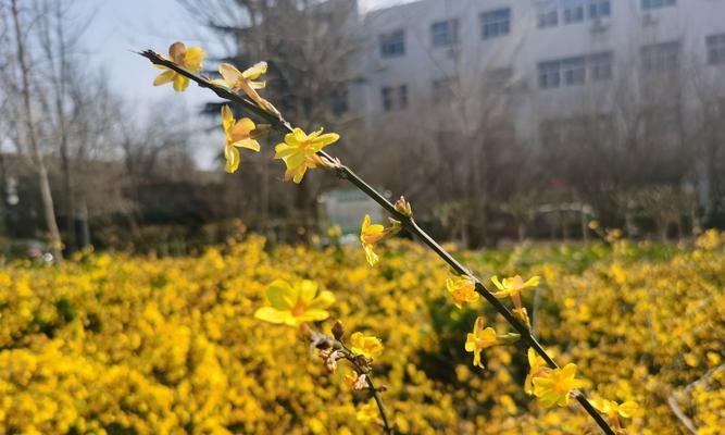 迎春花的寓意和象征是什么？迎春花的花语是什么？