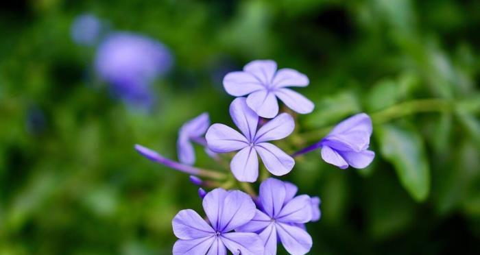 表示高冷的花花语是高冷的花是什么？这种花的花语有哪些？