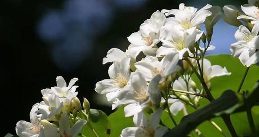 什么花的花语是忏悔？这种花的寓意是什么？