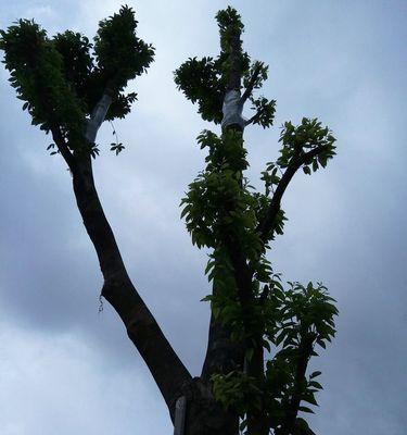 沉香树风水作用与寓意是什么？沉香树的花语是什么？