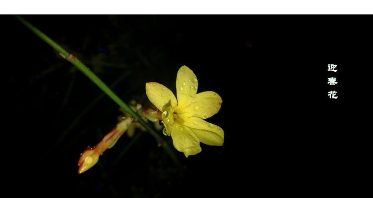 迎春花的花语是什么？迎春花有哪些文化传说？