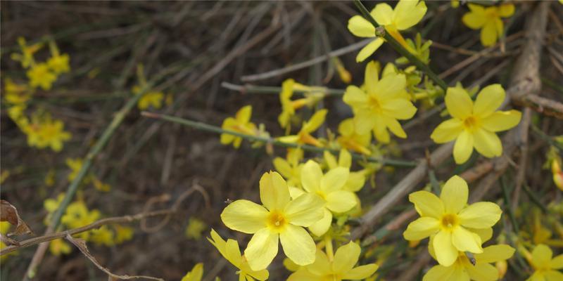 迎春花的花语是什么？迎春花有哪些文化传说？