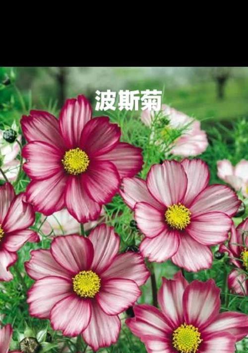 代表“我想你了”的花是什么？什么花的花语是我想你了？