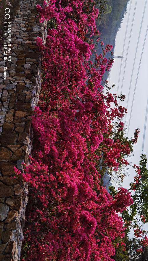 江门的市花是什么？勒杜鹃的花语是什么？勒杜鹃有哪些寓意？