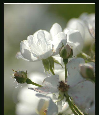 白蔷薇的花语是什么？白蔷薇有哪些代表意义？