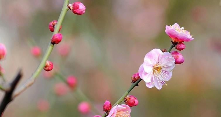 梅花象征着什么？梅花有哪些文化含义？