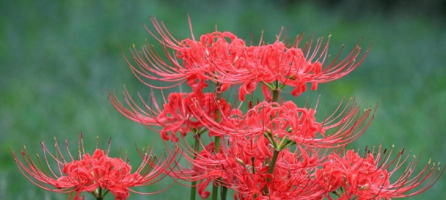 彼岸花的花语是什么？彼岸花有哪些传说？