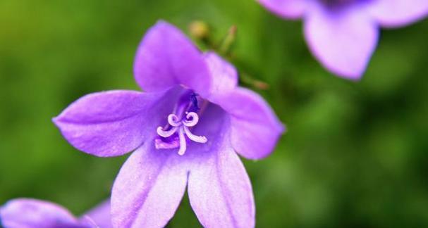 代表深情的花是什么？什么花的花语是深情？