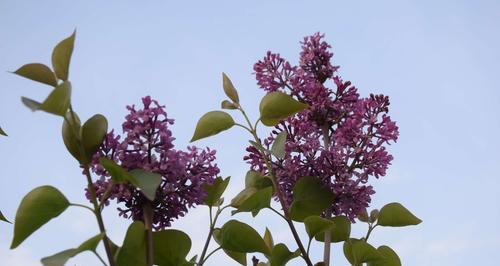 丁香花的花语是什么？丁香花有哪些寓意？