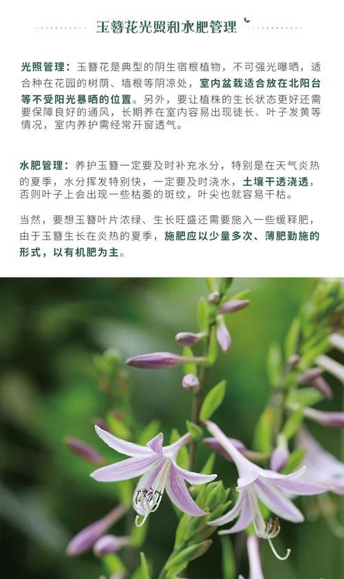 玉簪花的花语是什么？玉簪花有哪些传说？