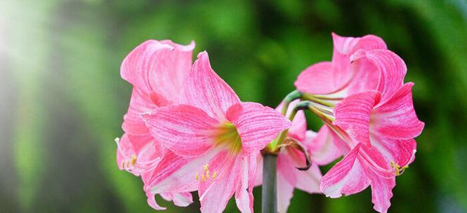 对兰花的花语是什么？对兰花有哪些寓意？