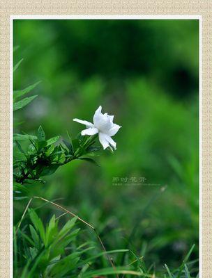 栀子花开花有什么寓意？栀子花开花有什么象征意义？