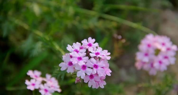 代表守护的花是什么？守护的花语是什么？