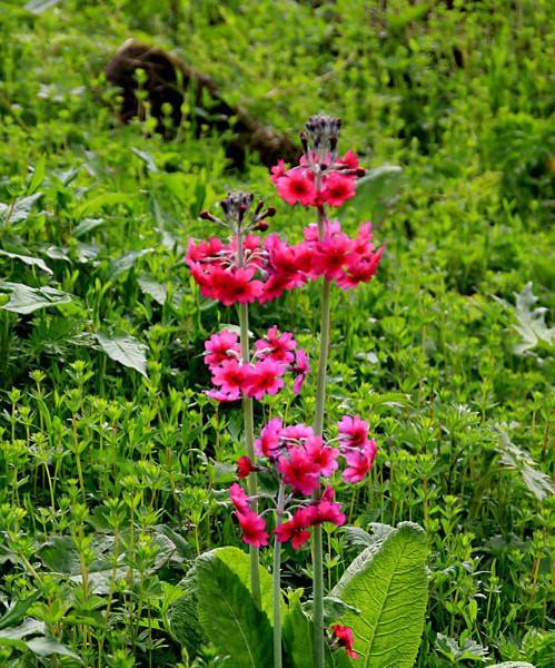 代表报春的花是什么？什么花的花语是报春？