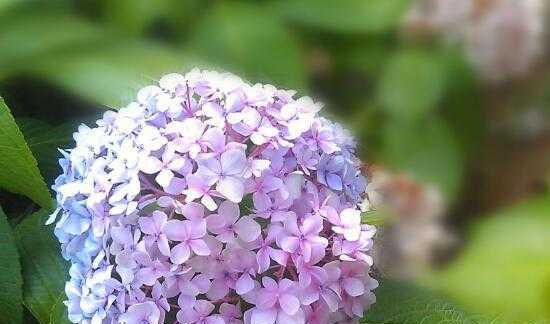 代表期待的花是什么？什么花的花语是期待？