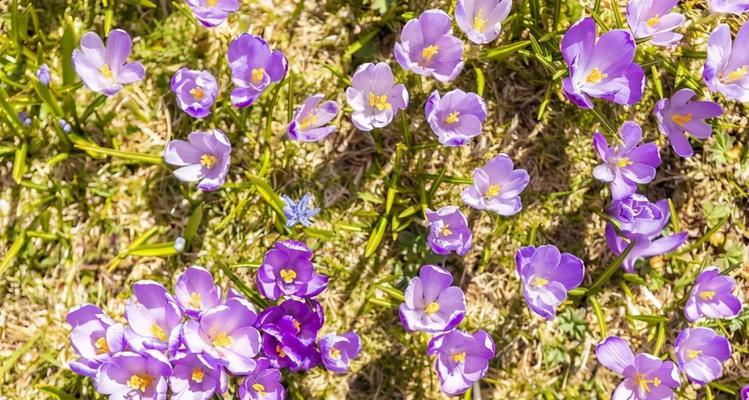 代表失恋的花是什么？什么花的花语是失恋？