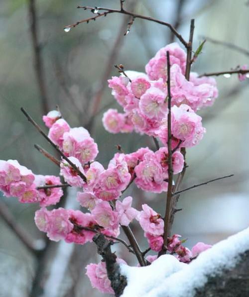 梅花的花语是什么？梅花有哪些象征意义？