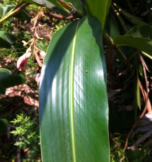 哪些植物代表善良？代表善良的花有哪些？