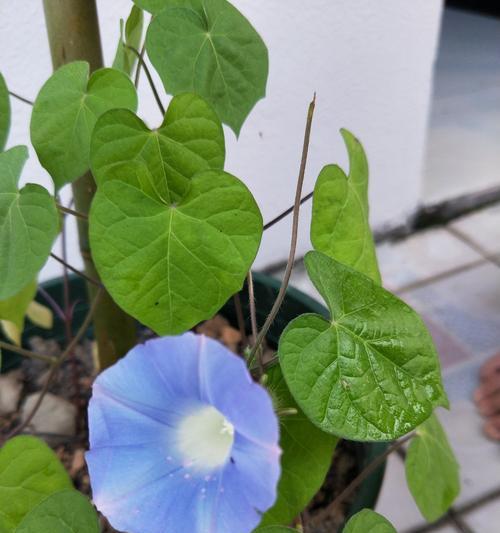 白色牵牛花的花语是什么？白色牵牛花有哪些寓意？