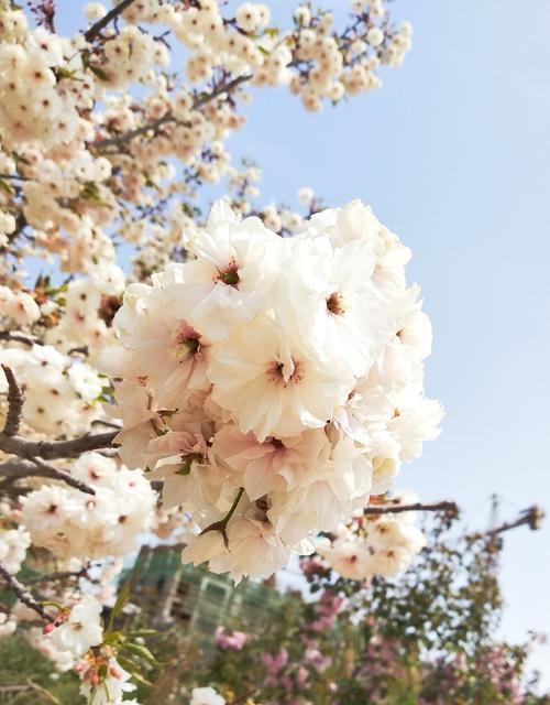 樱花的花语是什么？樱花有哪些传说？