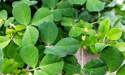 苜蓿花的花语是什么？苜蓿花有哪些寓意？