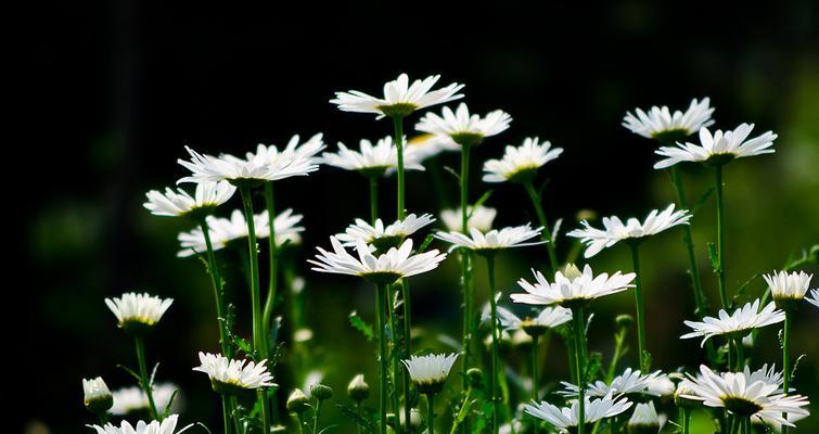 绿色雏菊的花语是什么？绿色雏菊有哪些寓意？