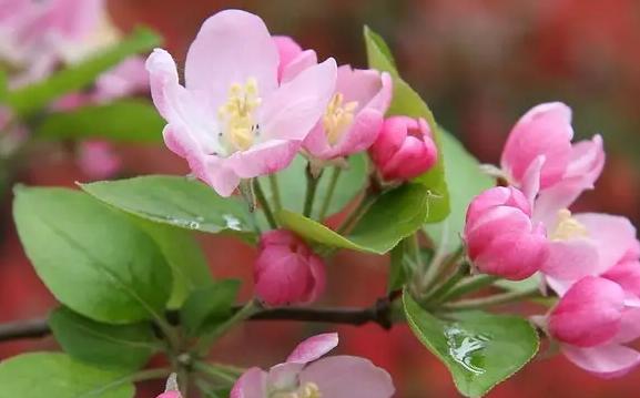 代表分手的花是什么？什么花的花语是分手？