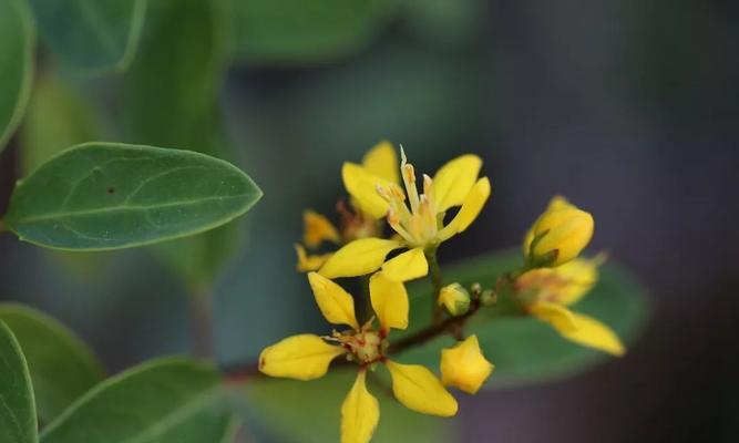 哪些植物代表相思？相思的植物有哪些花语？