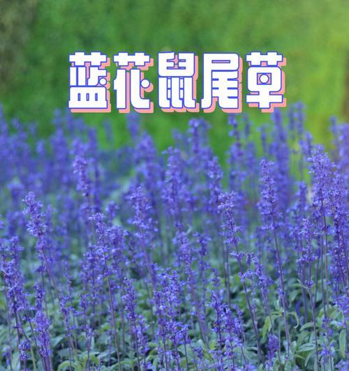 鼠尾草的花语是什么？鼠尾草有哪些寓意？