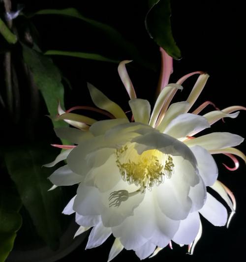 昙花的花语是什么？昙花有哪些象征意义？