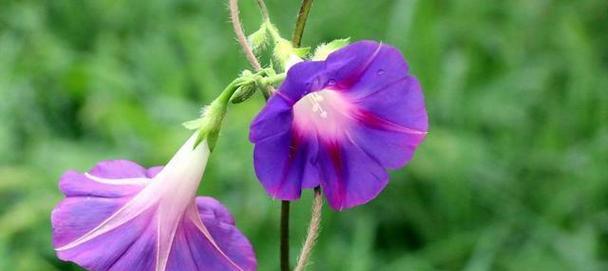 牵牛花的花语是什么？牵牛花有哪些寓意？