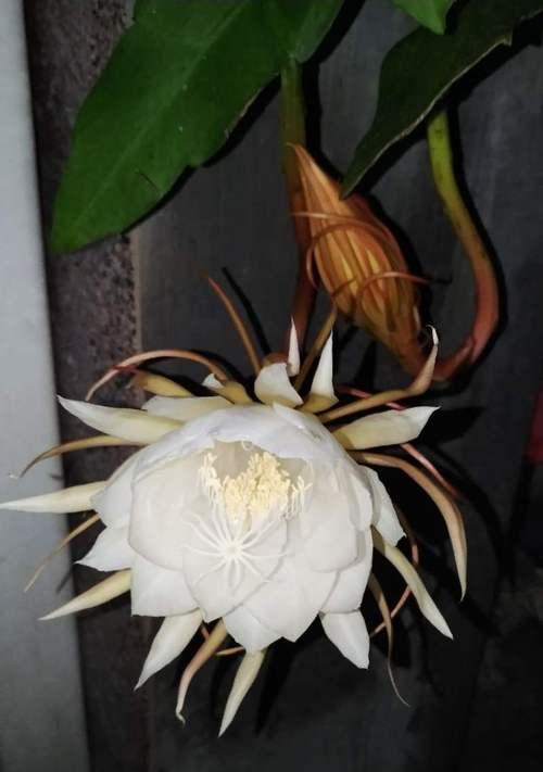 不同昙花种类的花语是什么？不同昙花种类有哪些含义？