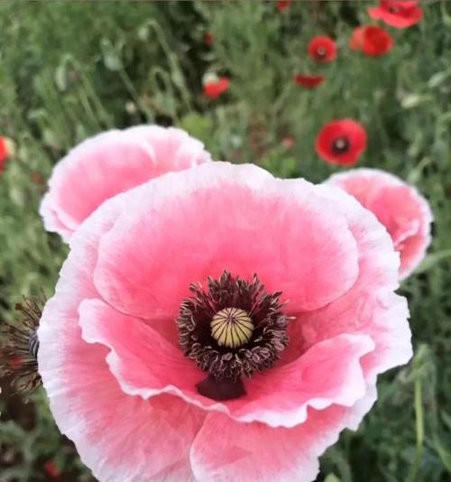 代表伤感的花是什么？伤感的花语是什么？