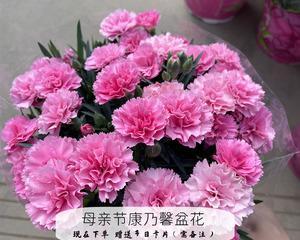 母亲节康乃馨的花语是什么？康乃馨有哪些花语解析？