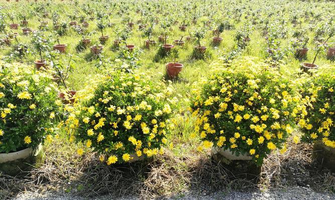 木春菊的寓意是什么？木春菊有哪些象征意义？