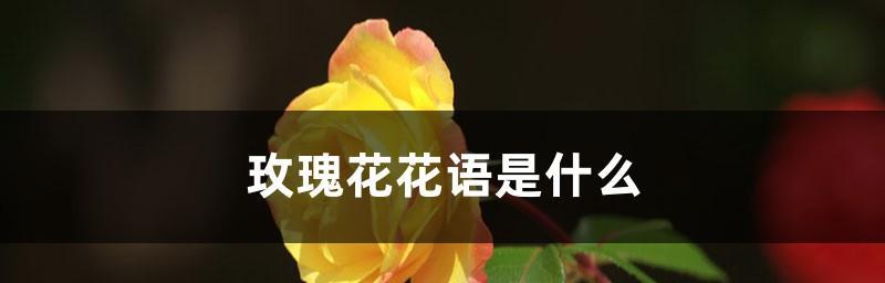 玫瑰花的花语是什么？玫瑰花代表什么含义？