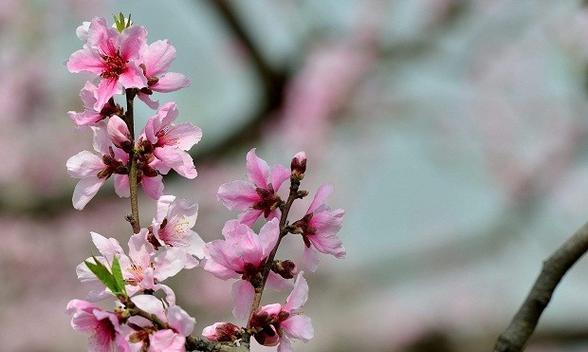 桃花的花语是什么？桃花有哪些代表意义？