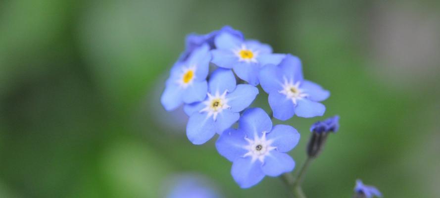 代表“勿忘我”的花是什么？什么花的花语是勿忘我？