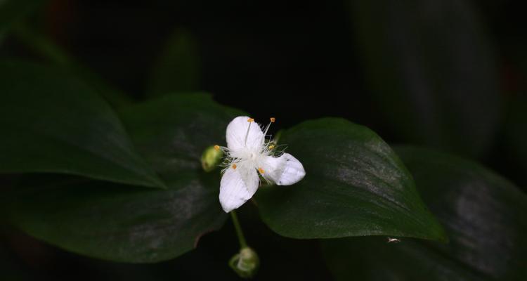 白花紫露草的花语是什么？白花紫露草有哪些寓意？