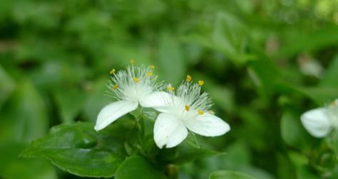 白花紫露草的花语是什么？白花紫露草有哪些寓意？