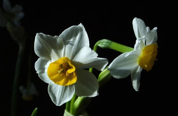 水仙花代表什么？水仙花什么颜色最好？