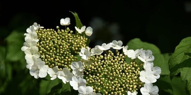 琼花的花语是什么？琼花有哪些寓意？