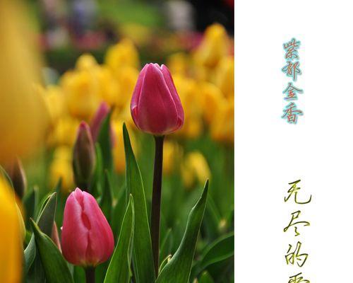 25朵郁金香的花语是什么？25朵郁金香代表什么含义？