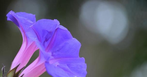 代表“甜蜜”的花是什么？什么花的花语是甜蜜？