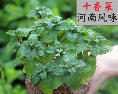 香菜会开花吗？香菜开花有什么寓意？