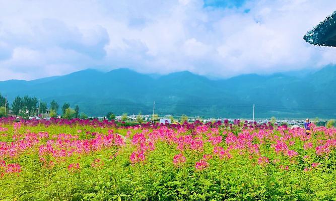 不夜城芦荟的花语是什么？不夜城芦荟有哪些寓意？